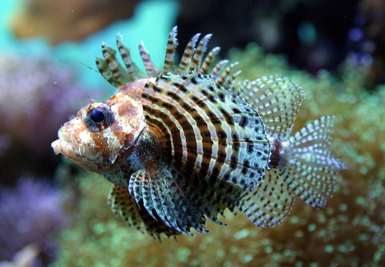 Sample image: fish