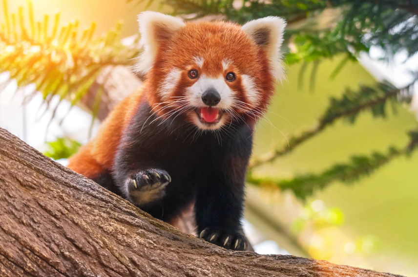 Sample image: red panda