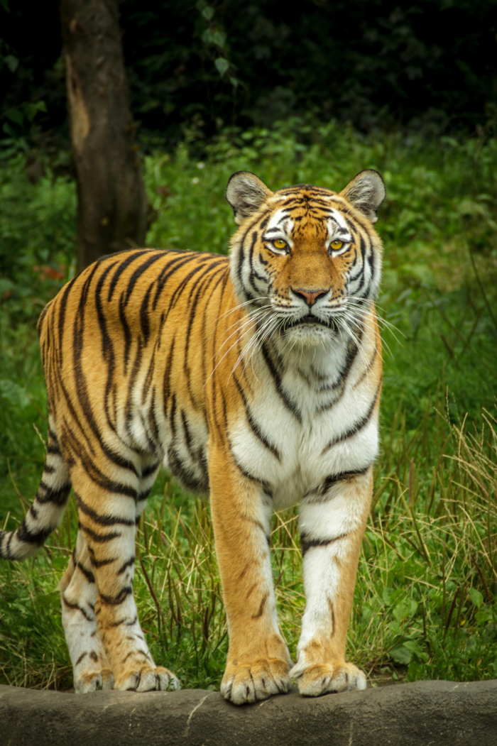 Sample image: tiger